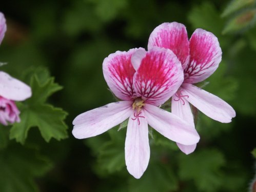 Lady Scarborough - Doftpelargoner.
