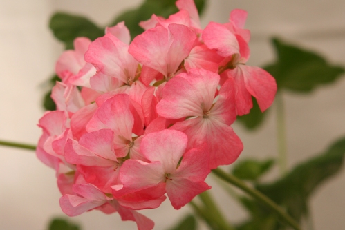 Lady of Spain - Zonalpelargoner.