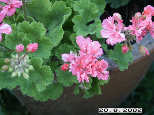 Lancastrian - Kaktus- och Nejlikepelargoner .