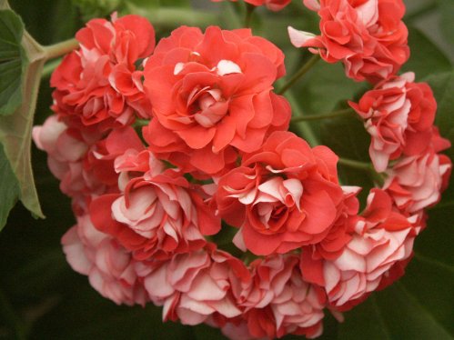 Langelandsrosen - Rosenknoppspelagoner.