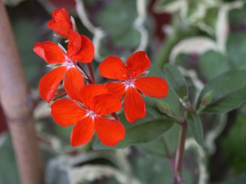 Lass o Gowrie - Brokbladiga pelargoner .