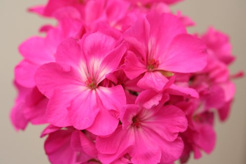 Lauretta - Zonalpelargoner.