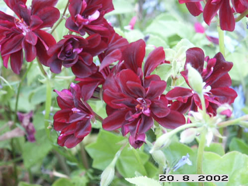 Le Pirat - H�ngpelargoner.