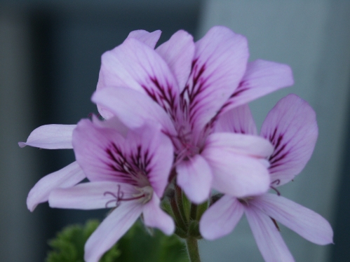 Lemon Queen - Doftpelargoner.