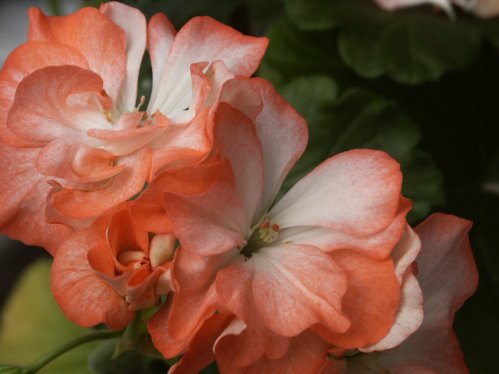 Lenore - Mini- och Dv�rgpelargoner.