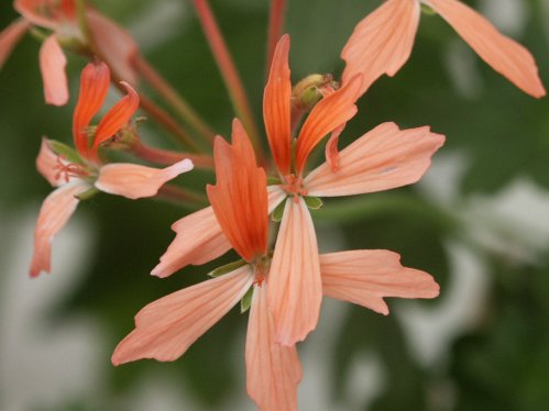 Letitia - Stj�rnpelargoner.