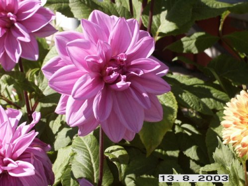 Lila Dalia - Dalior.