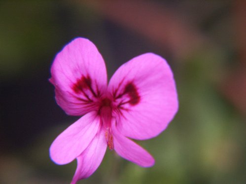 Limoneum - Doftpelargoner.