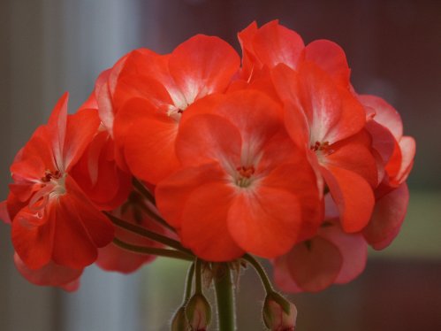 Little Lady Bicolor - Mini- och Dv�rgpelargoner.