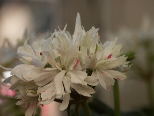 Little Glitter - Stj�rnpelargoner.