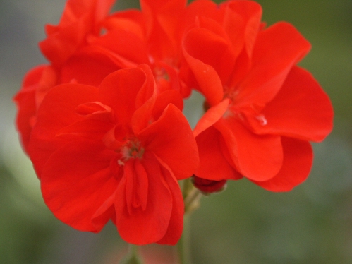 Little Lady Scarlet - Mini- och Dv�rgpelargoner.