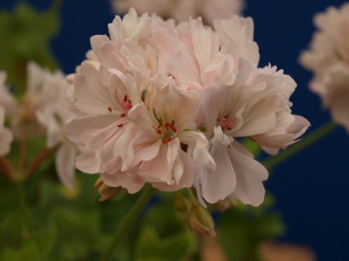 Liza Jo - Stj�rnpelargoner.