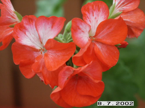 Lord Kybo - Zonalpelargoner.