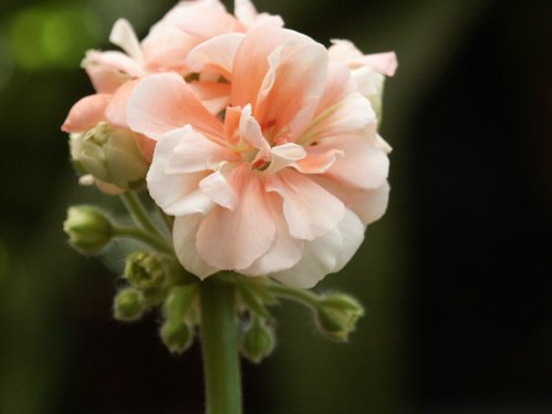 Ludvigsburger Flair - Zonalpelargoner.