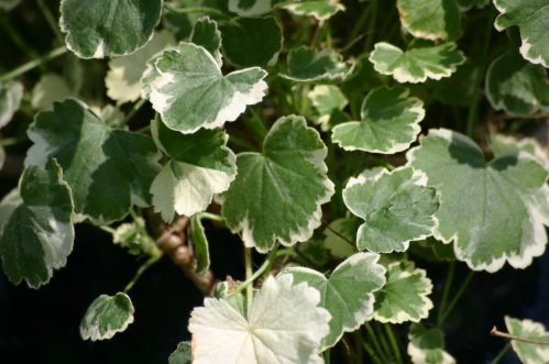 Madame Salleron - Brokbladiga pelargoner .