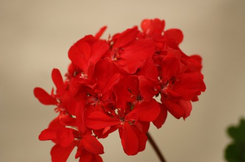 Madame Fournier - Mini- och Dv�rgpelargoner.