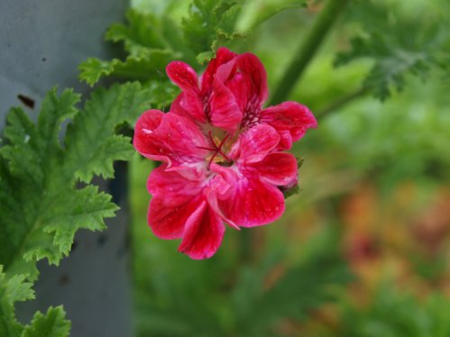 Madame Nonin - Unikpelargoner.