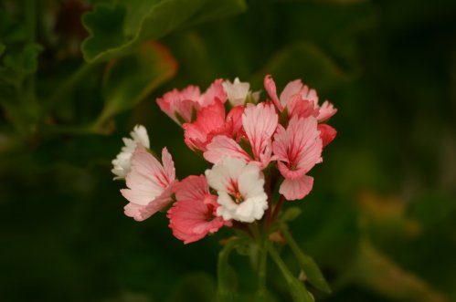 Madame Thibault - Kaktus- och Nejlikepelargoner .