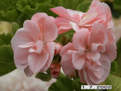 M�rbacka - Zonalpelargoner.