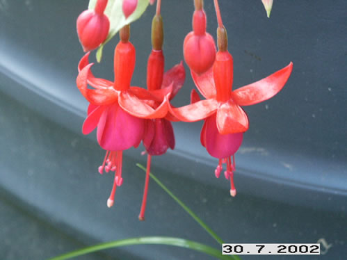 Marinka - H�ngande Fuchsia.