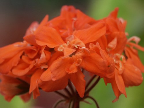 Marmelade - Mini- och Dv�rgpelargoner.