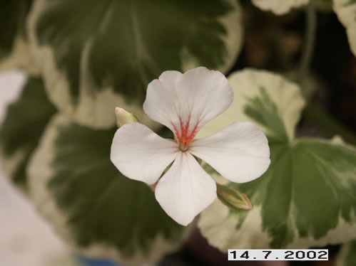 Master Piece - Brokbladiga pelargoner .