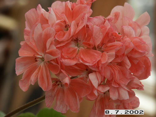 Maureen Mew - Mini- och Dv�rgpelargoner.