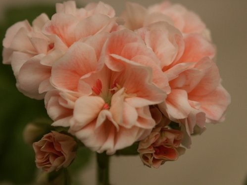 Maureen - Brokbladiga pelargoner .