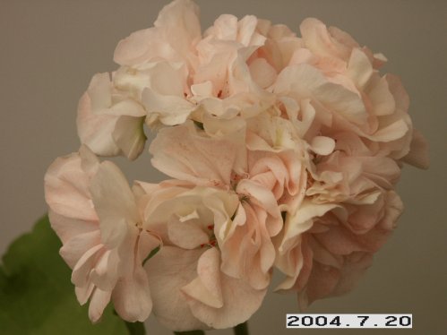 Meadowside Fancy - Mini- och Dv�rgpelargoner.