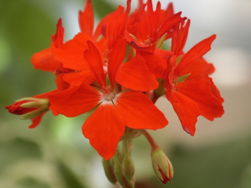 Meadowside Harvest - Stj�rnpelargoner.