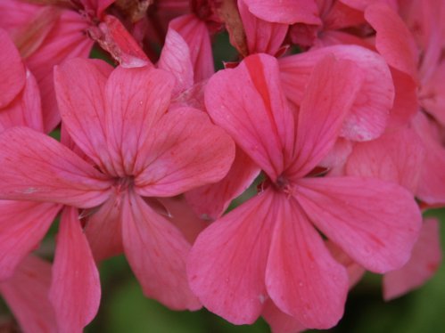 Meadowside Jamboree - Brokbladiga pelargoner .