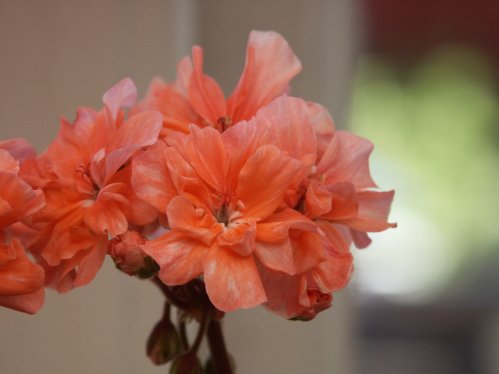 Memento - Mini- och Dv�rgpelargoner.