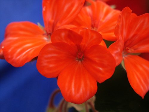 Mere Casino - Zonalpelargoner.