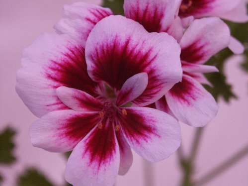 Michael - �nglapelargoner.