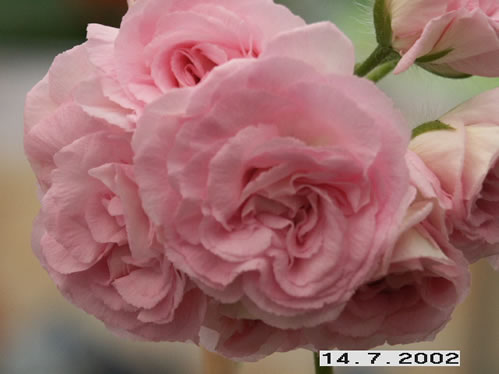 Millfield Rose - Hybrider.