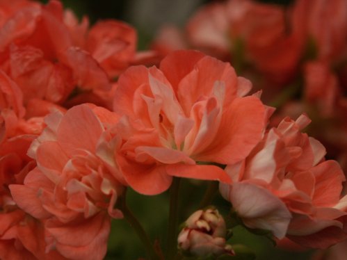 Mimi - Gyllenbladiga pelargoner.