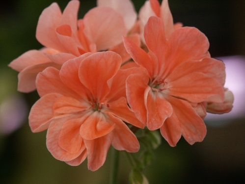 Minah`s Cascade - Zonalpelargoner.