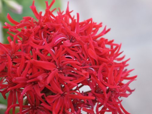 Mini Czech - Kaktus- och Nejlikepelargoner .