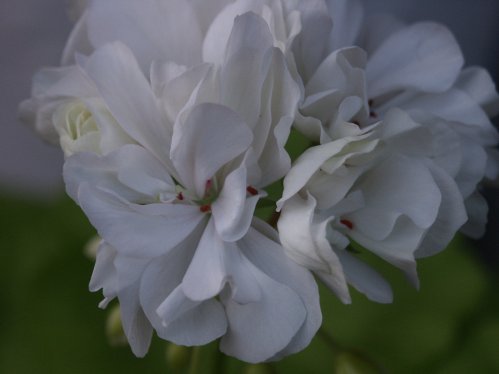 Mini Diane - Mini- och Dv�rgpelargoner.