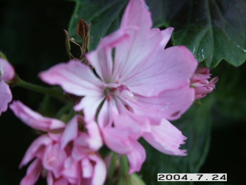 Minnie - Stj�rnpelargoner.
