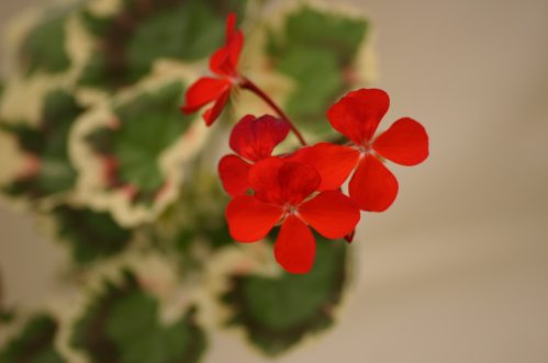Miss Burdette Coutts - Brokbladiga pelargoner .
