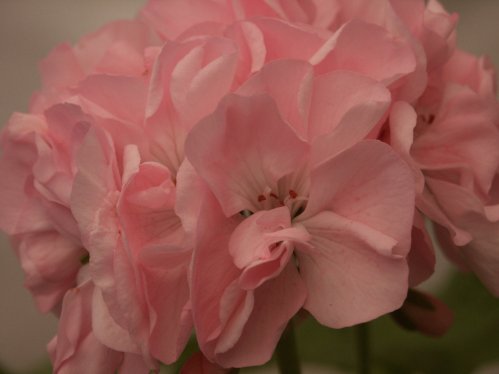 Molly - Zonalpelargoner.