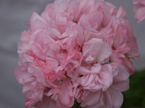 Morval - Mini- och Dv�rgpelargoner.