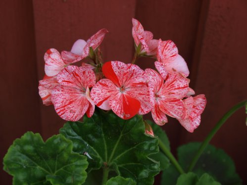 Avenida Mosaic Red - �gg- och F�gel�ggspelargoner.