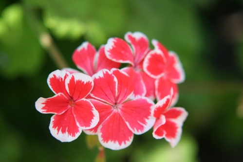 Mr Wren - Zonalpelargoner.