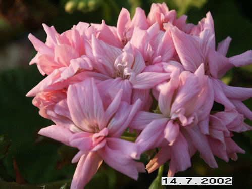 Mrs Salter Bevis - Kaktus- och Nejlikepelargoner .