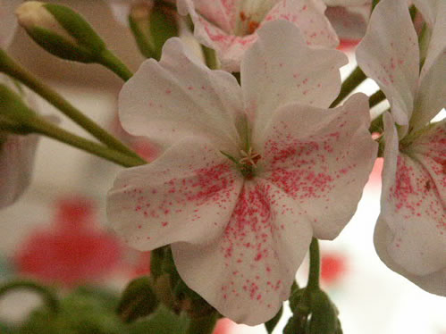 Mrs JJ Knight ButterFlay - �gg- och F�gel�ggspelargoner.