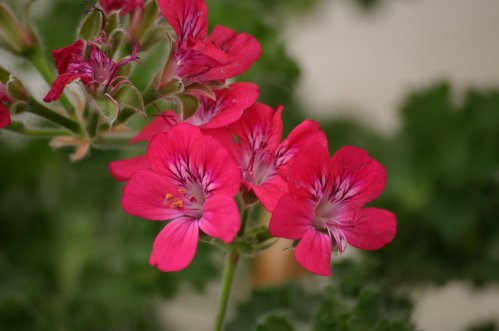 Mrs Kingsbury - Unikpelargoner.