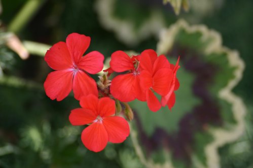 Mrs Pollock - Brokbladiga pelargoner .