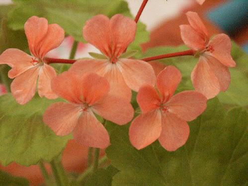 Mrs Quilter - Brokbladiga pelargoner .